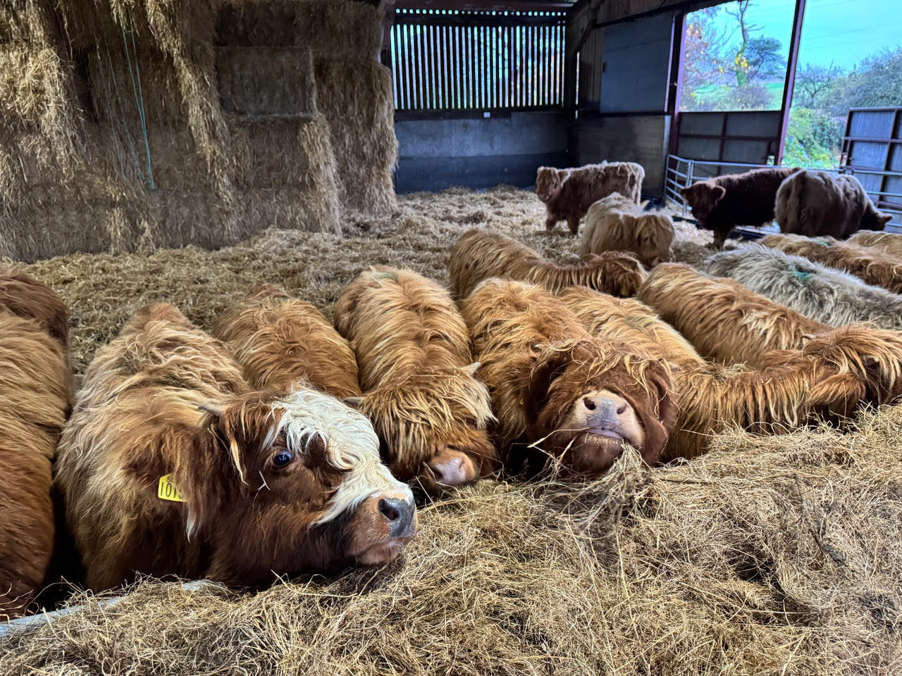 wee coos at xmas
